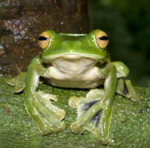 weird-hands-helens-flying-frog-5-600x592